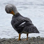 Fuegian Steamer Duck