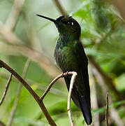 Violet-fronted Brilliant