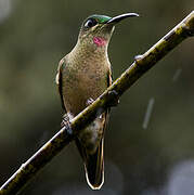 Fawn-breasted Brilliant