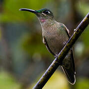 Fawn-breasted Brilliant