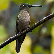 Fawn-breasted Brilliant