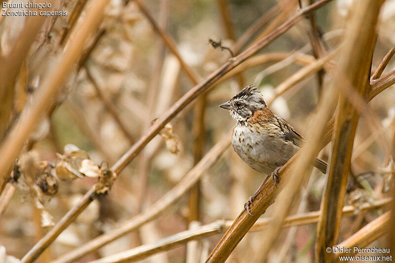 Rufous-collared Sparrow