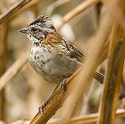 Rufous-collared Sparrow