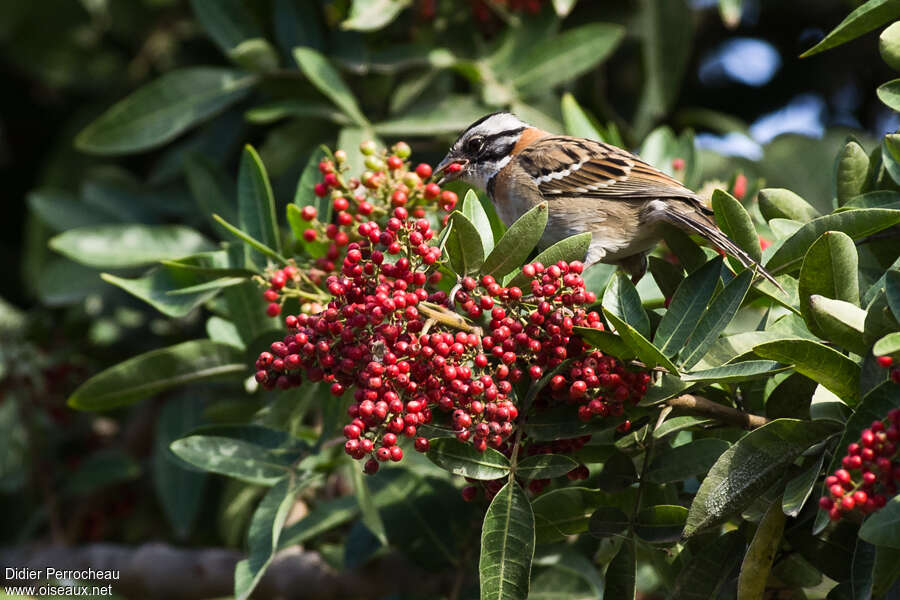 Rufous-collared Sparrowadult, feeding habits