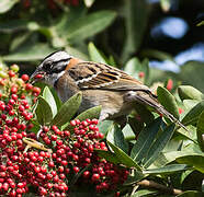 Rufous-collared Sparrow