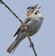 Rufous-collared Sparrow