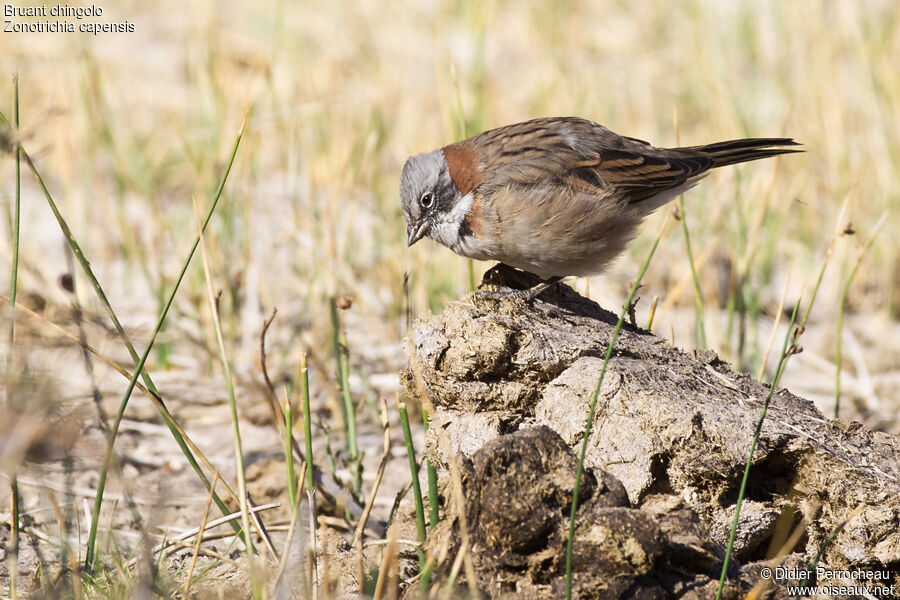 Rufous-collared Sparrow