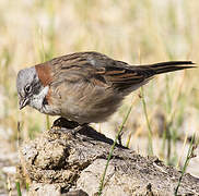 Rufous-collared Sparrow