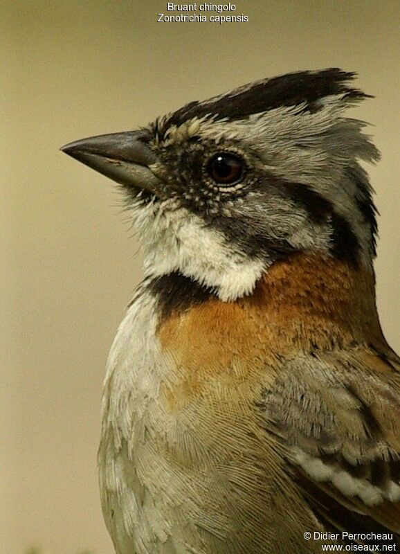 Rufous-collared Sparrow