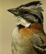 Rufous-collared Sparrow