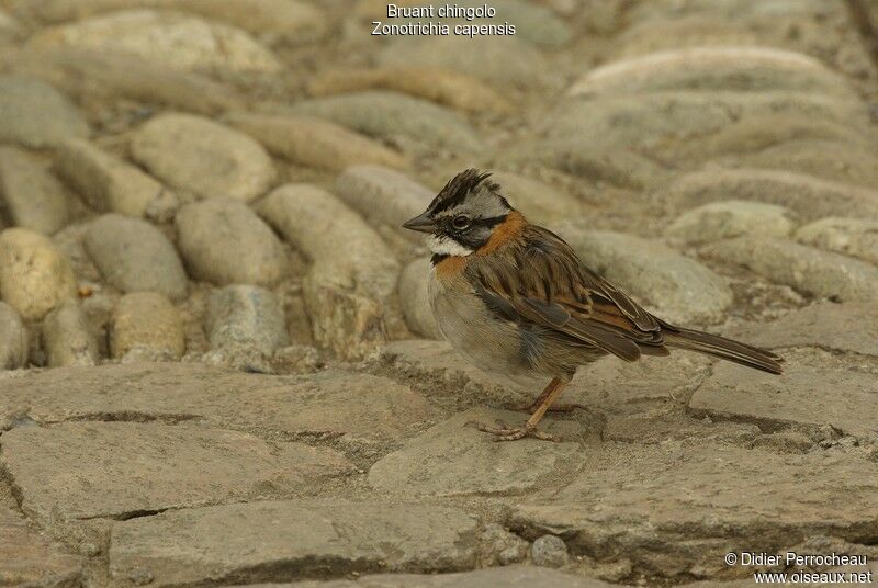 Rufous-collared Sparrow