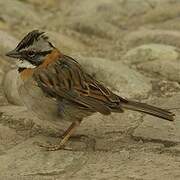 Rufous-collared Sparrow