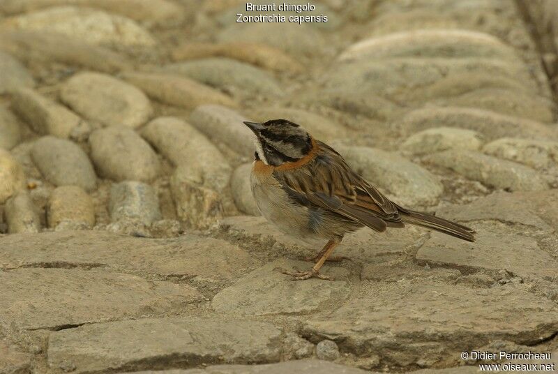 Rufous-collared Sparrow