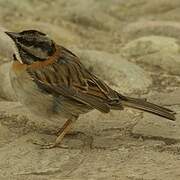 Rufous-collared Sparrow