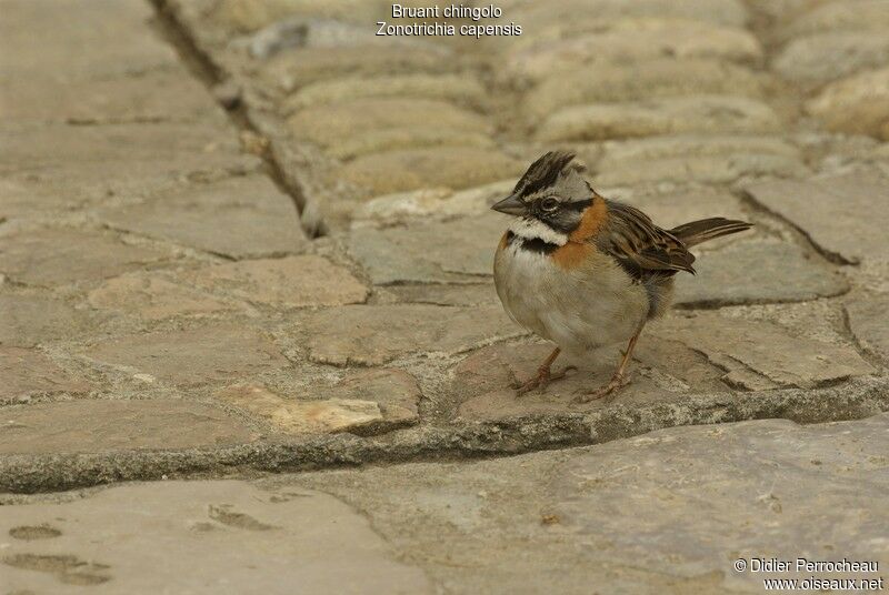 Rufous-collared Sparrow