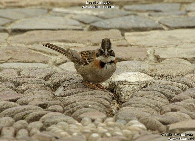 Rufous-collared Sparrow