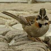 Rufous-collared Sparrow