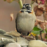 Rufous-collared Sparrow