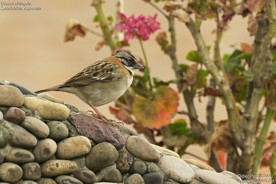 Rufous-collared Sparrow, identification