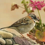 Rufous-collared Sparrow