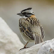 Rufous-collared Sparrow