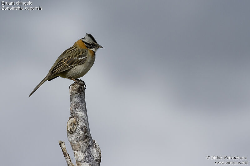 Bruant chingolo, identification