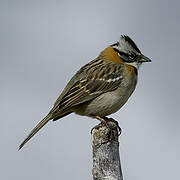 Rufous-collared Sparrow