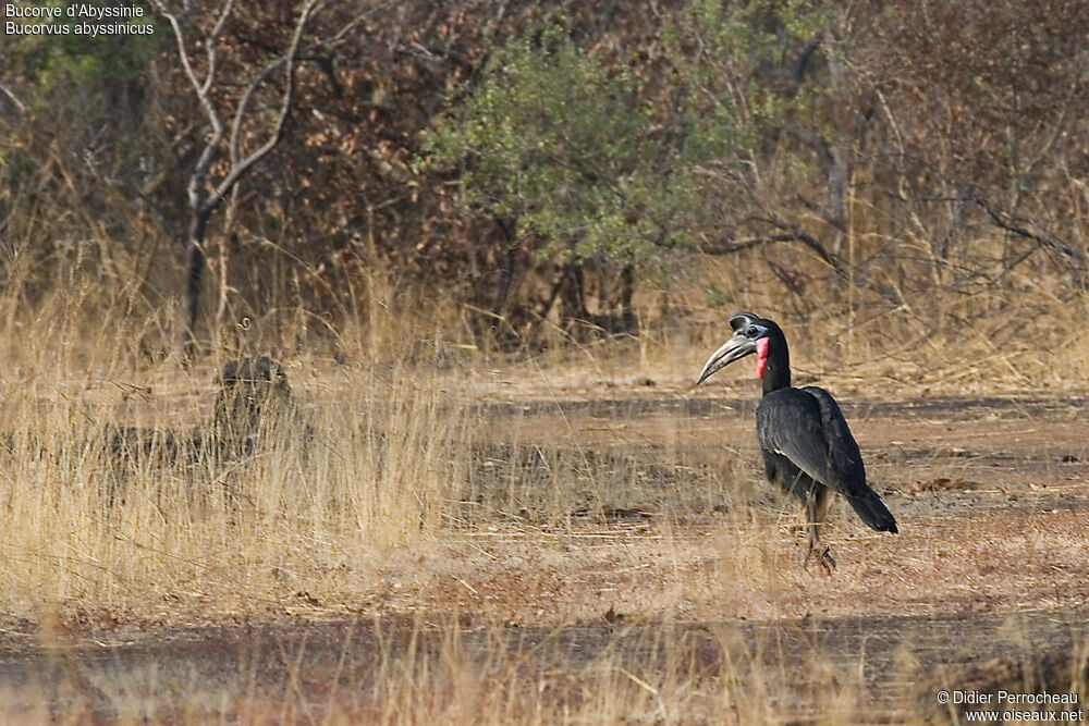 Abyssinian Ground Hornbill male adult