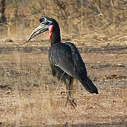 Abyssinian Ground Hornbill