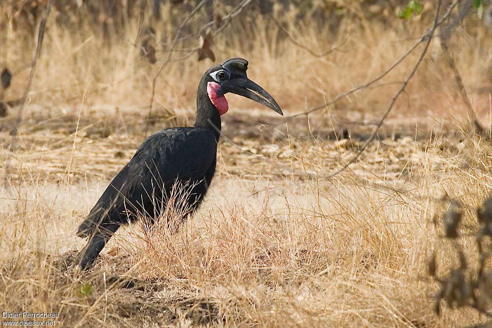 Abyssinian Ground Hornbill male adult, identification