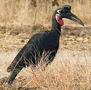 Abyssinian Ground Hornbill