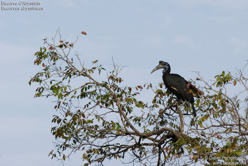 Abyssinian Ground Hornbill female adult