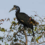 Abyssinian Ground Hornbill