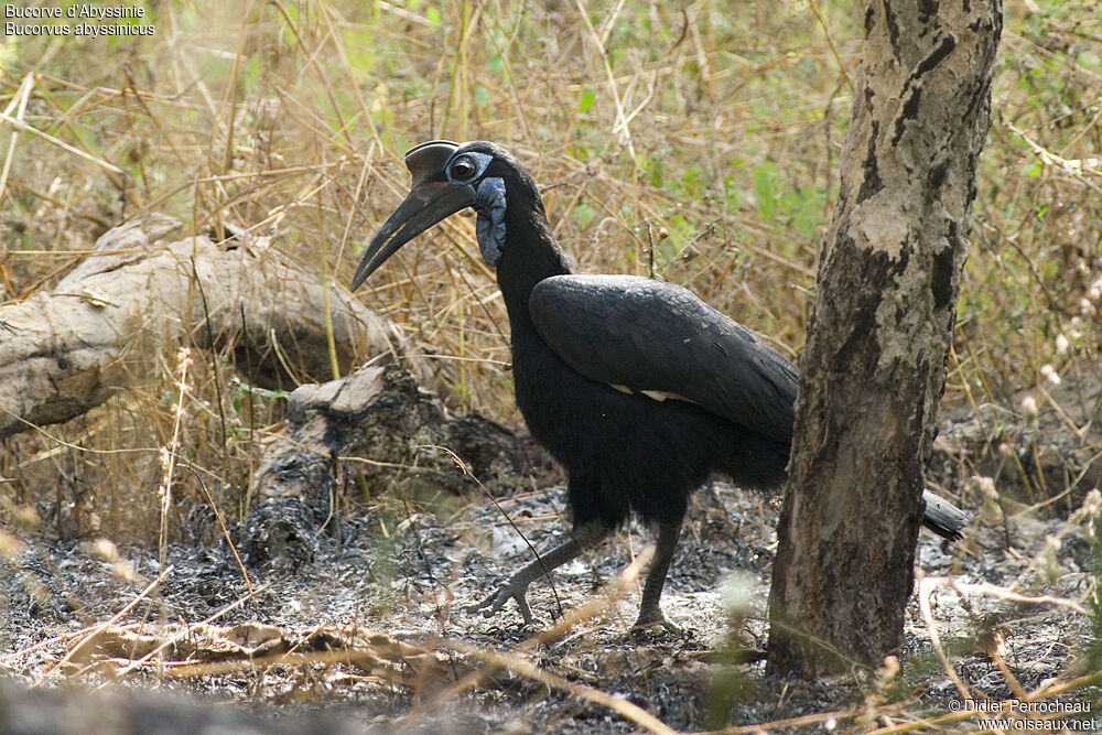 Abyssinian Ground Hornbill female adult