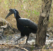 Abyssinian Ground Hornbill