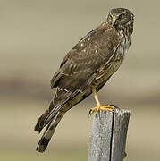 Cinereous Harrier