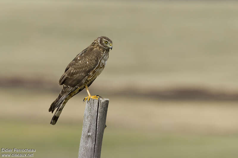 Cinereous Harrierimmature, identification