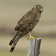 Cinereous Harrier