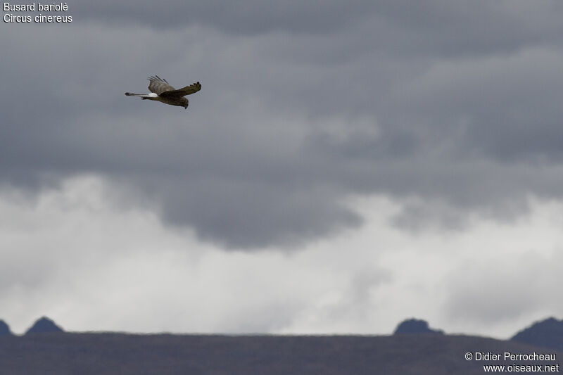 Cinereous Harrier