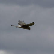 Cinereous Harrier