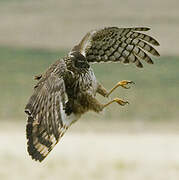 Cinereous Harrier