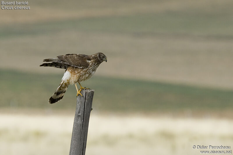 Cinereous Harrier