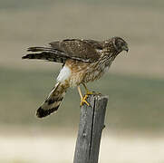 Cinereous Harrier