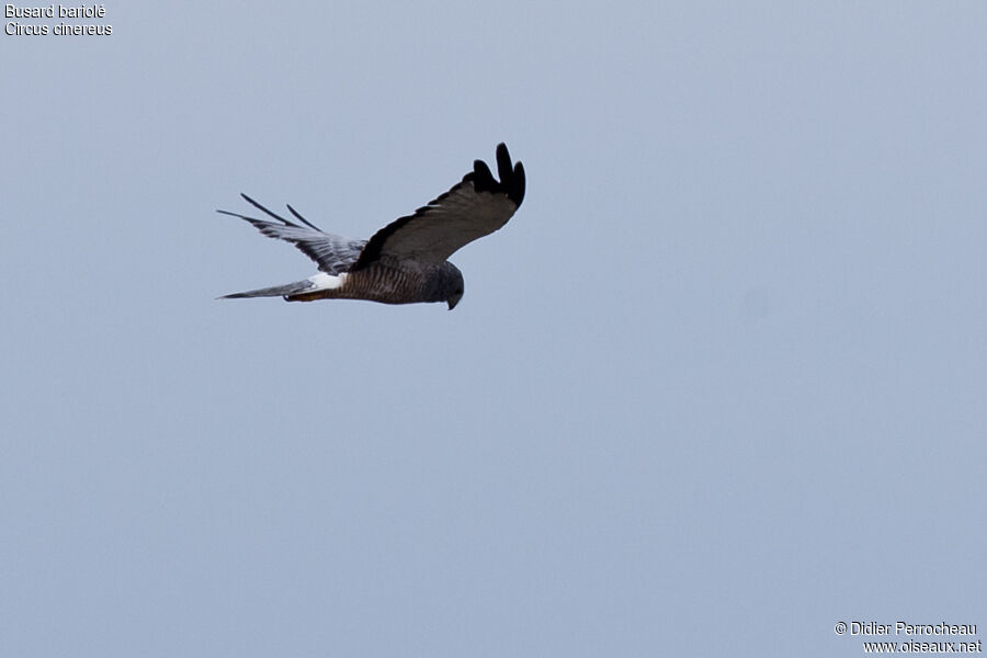 Cinereous Harrier male adult