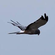 Cinereous Harrier