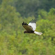 Western Marsh Harrier