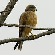 Grasshopper Buzzard