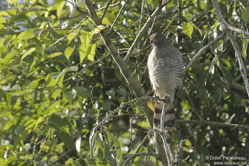 Roadside Hawk