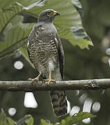 Roadside Hawk