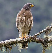 Roadside Hawk